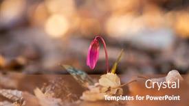  Presentation with flower - PPT theme enhanced with erythronium-dens-canis background and a red colored foreground