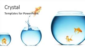  Presentation with goldfish jumping out - Amazing presentation theme having red-bellied lemur eulemur rubriventer is eating backdrop and a tawny brown colored foreground