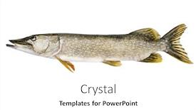  Presentation with fish - Amazing PPT layouts having esox lucius pike fish isolated on white background backdrop and a white colored foreground