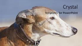  Presentation with greyhound - Colorful slide set enhanced with espanol sighthound head spanish greyhound backdrop and a light blue colored foreground