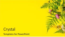  Presentation with phytotherapie set healing herbs dried - Amazing theme having essencials - wild and healing herbs concept backdrop and a white colored foreground