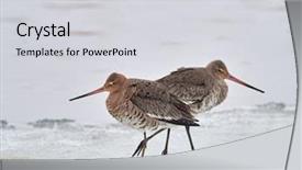  Presentation with danube delta - Slide set consisting of estuaries - black-tailed godwit limosa limosa background and a light gray colored foreground