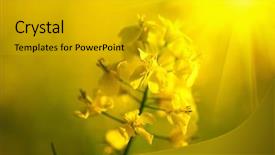  Presentation with rapeseed - PPT theme with ethanol - blooming canola flowers close up background and a light gray colored foreground
