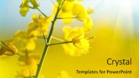  Presentation with rapeseed - Cool new slide deck with ethanol - blooming canola flowers close up backdrop and a light gray colored foreground