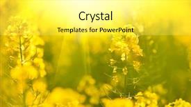  Presentation with rapeseed - Presentation design consisting of ethanol - blooming canola flowers close up background and a white colored foreground