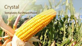  Presentation with corn ethanol - Slide set consisting of amazing beautiful brunette woman in autumn color studio shoot background and a light gray colored foreground