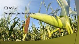  Presentation with ethanol - Beautiful theme featuring ethanol - corn field backdrop and a light blue colored foreground