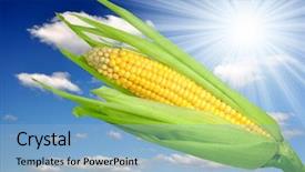  Presentation with corn ethanol - Beautiful presentation theme featuring ethanol - corn field backdrop and a light blue colored foreground