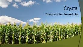 Presentation with corn field - Beautiful presentation theme featuring ethanol - corn field backdrop and a light blue colored foreground