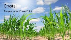  Presentation with corn field - Colorful PPT theme enhanced with ethanol - corn field backdrop and a light blue colored foreground