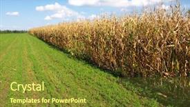  Presentation with corn field - PPT layouts consisting of ethanol - field of healthly corn background and a tawny brown colored foreground
