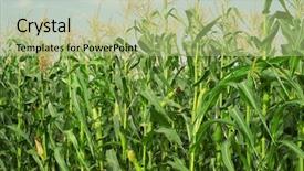  Presentation with corn field - Colorful PPT layouts enhanced with ethanol - field with young corn backdrop and a mint green colored foreground
