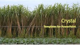  Presentation with sugar cane - Amazing theme having ethanol - fresh sugar cane farm backdrop and a tawny brown colored foreground