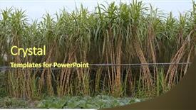  Presentation with ethanol - Slide deck with ethanol - fresh sugar cane farm background and a tawny brown colored foreground