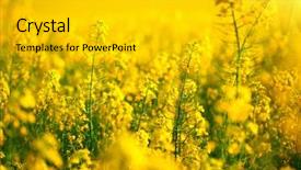  Presentation with ethanol - PPT layouts consisting of ethanol - rapeseed field blooming canola flowers background and a light gray colored foreground