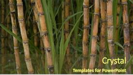  Presentation with ethanol - Presentation theme consisting of ethanol - sugar cane farm background and a tawny brown colored foreground