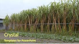  Presentation with ethanol - Slide deck featuring ethanol - sugar cane farm background and a tawny brown colored foreground