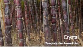  Presentation with ethanol - Slide set with ethanol - sugar cane farm background and a tawny brown colored foreground