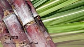  Presentation with ethanol - Presentation enhanced with ethanol - sugar cane background and a coral colored foreground