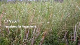  Presentation with sugar cane - PPT theme consisting of ethanol - sugarcane or sugar cane are background and a coral colored foreground