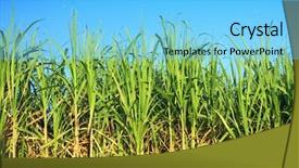  Presentation with sugarcane - PPT theme with ethanol - sugarcane plantation background and a light blue colored foreground
