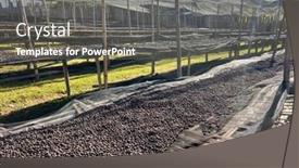  Presentation with beds - PPT theme with ethiopian-coffee-cherries-lying background and a gray colored foreground