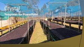  Presentation with beds - Presentation theme enhanced with ethiopian-coffee-cherries-lying background and a teal colored foreground