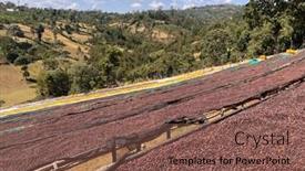 Presentation with beds - Presentation enhanced with ethiopian-coffee-cherries-lying background and a violet colored foreground