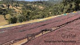  Presentation with beds - Presentation theme consisting of ethiopian-coffee-cherries-lying background and a violet colored foreground
