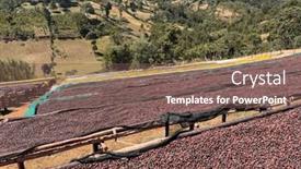  Presentation with ethiopia - Theme having ethiopian-coffee-cherries-lying background and a violet colored foreground