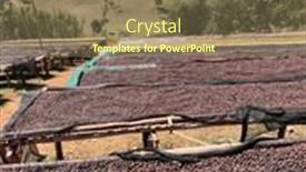  Presentation with beds - Slide set having ethiopian-coffee-cherries-lying background and a tawny brown colored foreground