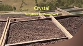  Presentation with ethiopia - PPT layouts enhanced with ethiopian-coffee-cherries-lying background and a  colored foreground