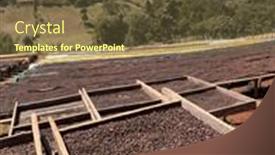  Presentation with beds - PPT theme with ethiopian-coffee-cherries-lying background and a tawny brown colored foreground