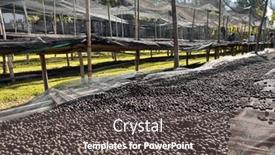  Presentation with beds - PPT layouts consisting of ethiopian-coffee-cherries-lying background and a dark gray colored foreground