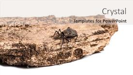  Presentation with cricket - PPT theme having ethiopian cricket homoeogryllus xanthographus background and a lemonade colored foreground