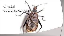  Presentation with cricket - Beautiful PPT layouts featuring ethiopian cricket homoeogryllus xanthographus backdrop and a white colored foreground