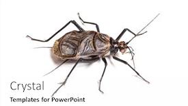  Presentation with cricket - Slide deck having ethiopian cricket homoeogryllus xanthographus background and a white colored foreground