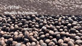  Presentation with ethiopia - Presentation theme enhanced with ethiopian-dried-coffee-before background and a gray colored foreground