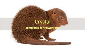  Presentation with flag of ethiopia or ethiopian - Slide deck enhanced with ethiopian-dwarf-mongoose-helogale-hirtula background and a tawny brown colored foreground