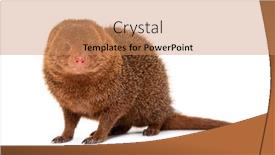  Presentation with flag of ethiopia or ethiopian - PPT layouts with ethiopian-dwarf-mongoose-helogale-hirtula background and a coral colored foreground