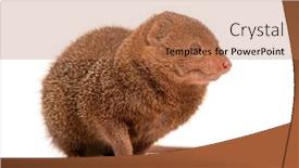  Presentation with flag of ethiopia or ethiopian - Presentation theme consisting of ethiopian-dwarf-mongoose-helogale-hirtula background and a coral colored foreground