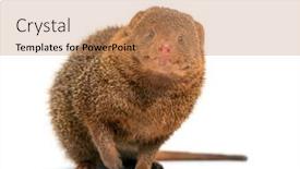  Presentation with flag of ethiopia or ethiopian - PPT theme having ethiopian-dwarf-mongoose-helogale-hirtula background and a coral colored foreground