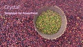  Presentation with green coffee - PPT theme consisting of ethiopian-red-and-green-coffee background and a violet colored foreground