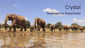 Presentation with elephants - Amazing PPT layouts having etosha - african elephants backdrop and a light blue colored foreground