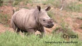 Presentation with kruger - Colorful presentation enhanced with etosha - baby rhino in kruger national backdrop and a mint green colored foreground