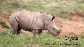  Presentation with kruger - Presentation theme enhanced with etosha - baby rhino in kruger national background and a mint green colored foreground