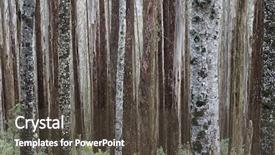  Presentation with mountain - Colorful theme enhanced with eucalypt mountain ash tree backdrop and a  colored foreground