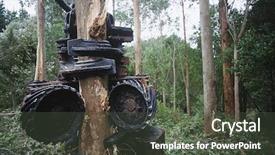  Presentation with timber harvest - Presentation design with eucalyptus bluegum trees being harvest background and a dark gray colored foreground
