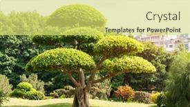  Presentation with eucalyptus - Slide deck enhanced with eucalyptus-bonsai-tree-in-garden background and a yellow colored foreground
