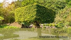  Presentation with bonsai - Amazing PPT theme having eucalyptus-bonsai-tree-in-garden backdrop and a yellow colored foreground